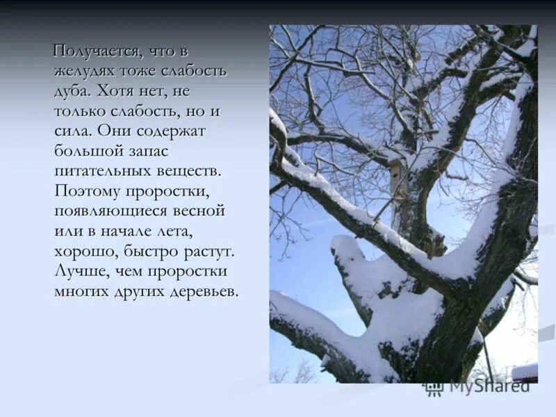 Какое впечатление произвел зимний дуб на учительницу. Дубы зимой стихи. Описать дуб зимой.. Описание зимнего дуба. Дуб зимой стишок.