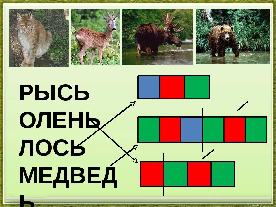 Медведи согласные звуки. Схема слова олень. Схема олень 1 класс. Медведь звуковая схема. Звуковая схема олень.