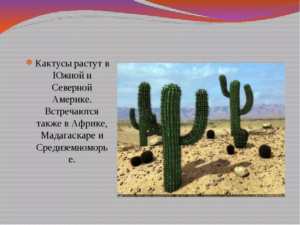 Сообщение о кактусе
