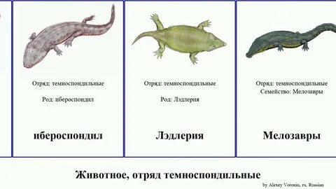 Gerobatrachus является сестринским таксоном для отряда безногие
