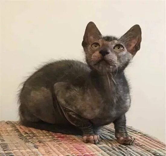 смесь сфинкса. метис канадского сфинкса и обычного кота. метис канадского сфинкса. корниш рекс. котенок сфинкса и британца.