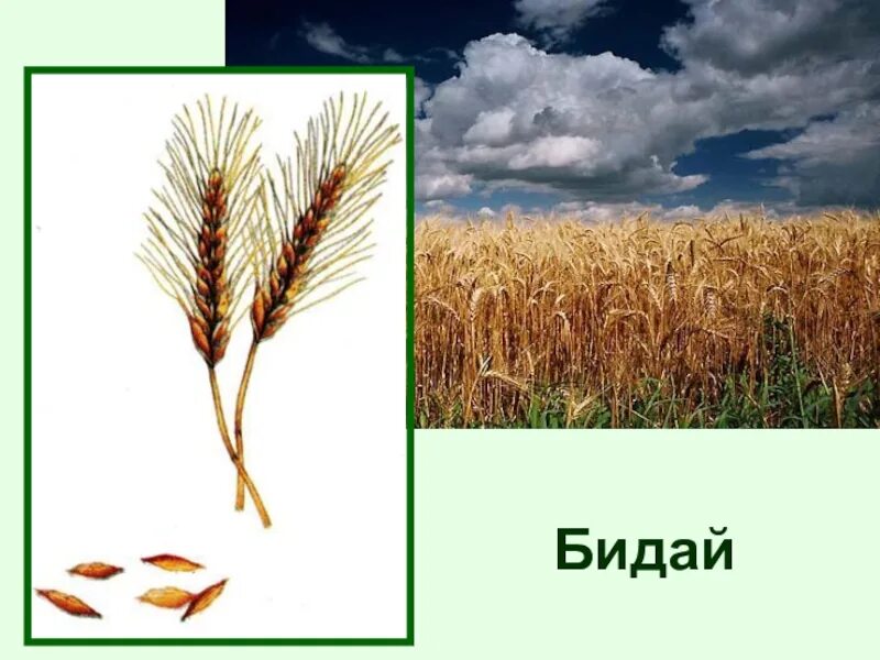 Бидай мен. Пшеница для дошкольников. Злаковые культуры для дошкольников. Пшеница с подписью. Зерновые культуры для детей.