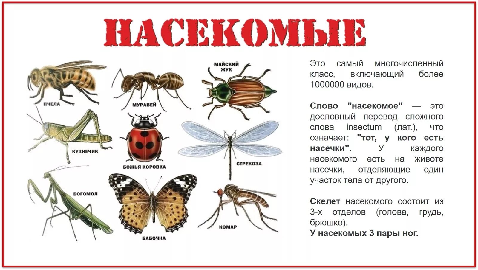 Насекомые названия. Картинки насекомых с названиями. Плакат. Насекомые. Насекомые с названиями для детей. Виды насекомые список