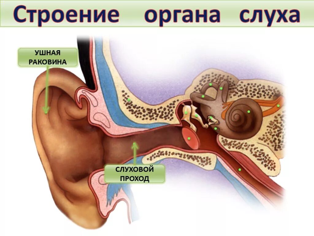 Орган слуха слуховая труба