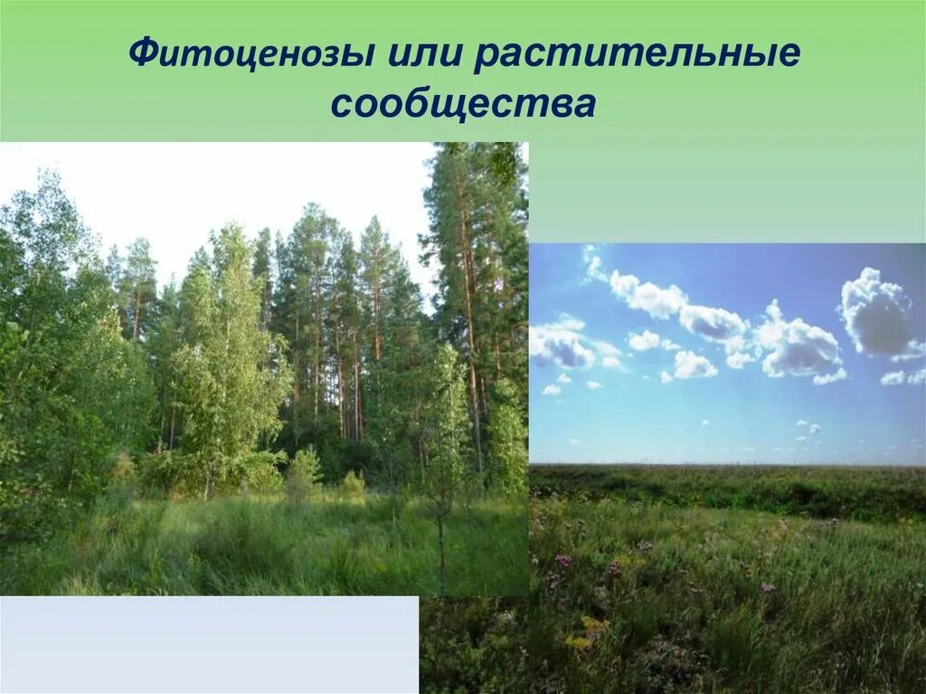 Растительные сообщества видеоурок. Растительные сообщества. Фитоценоз растений. Фитоценоз презентация. Растительные сообщества России.