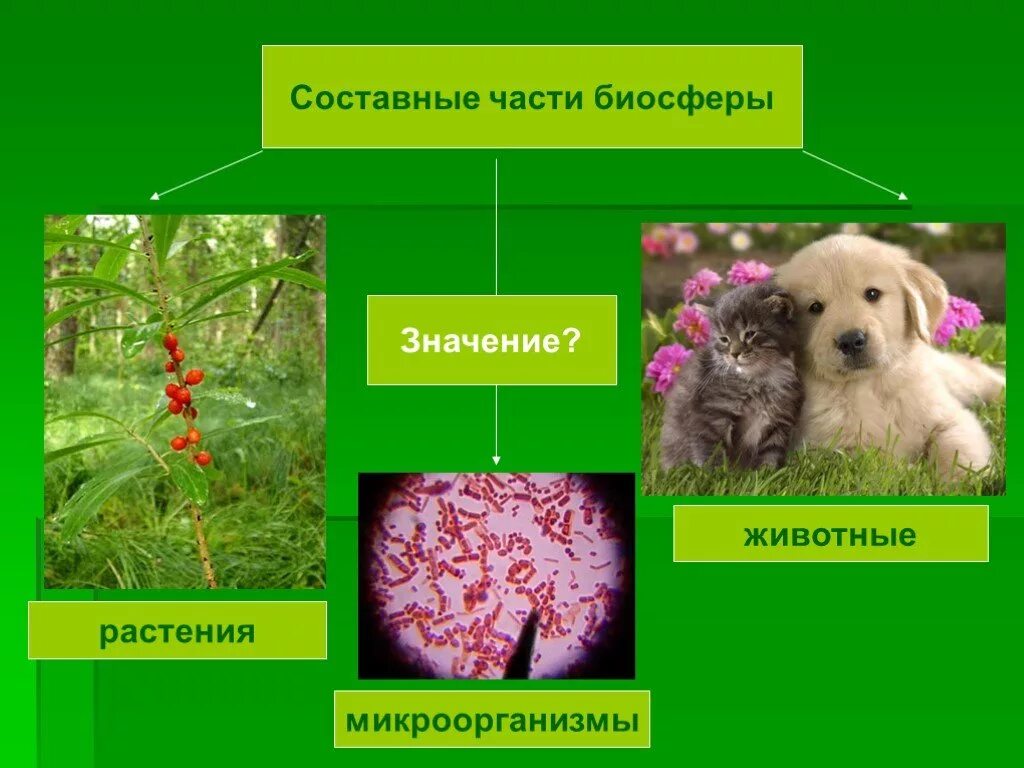 Составные части биосферы. Части биосферы составные части. Значение биосферы. Животные биосферы. Какую роль биосфера играет в жизни людей