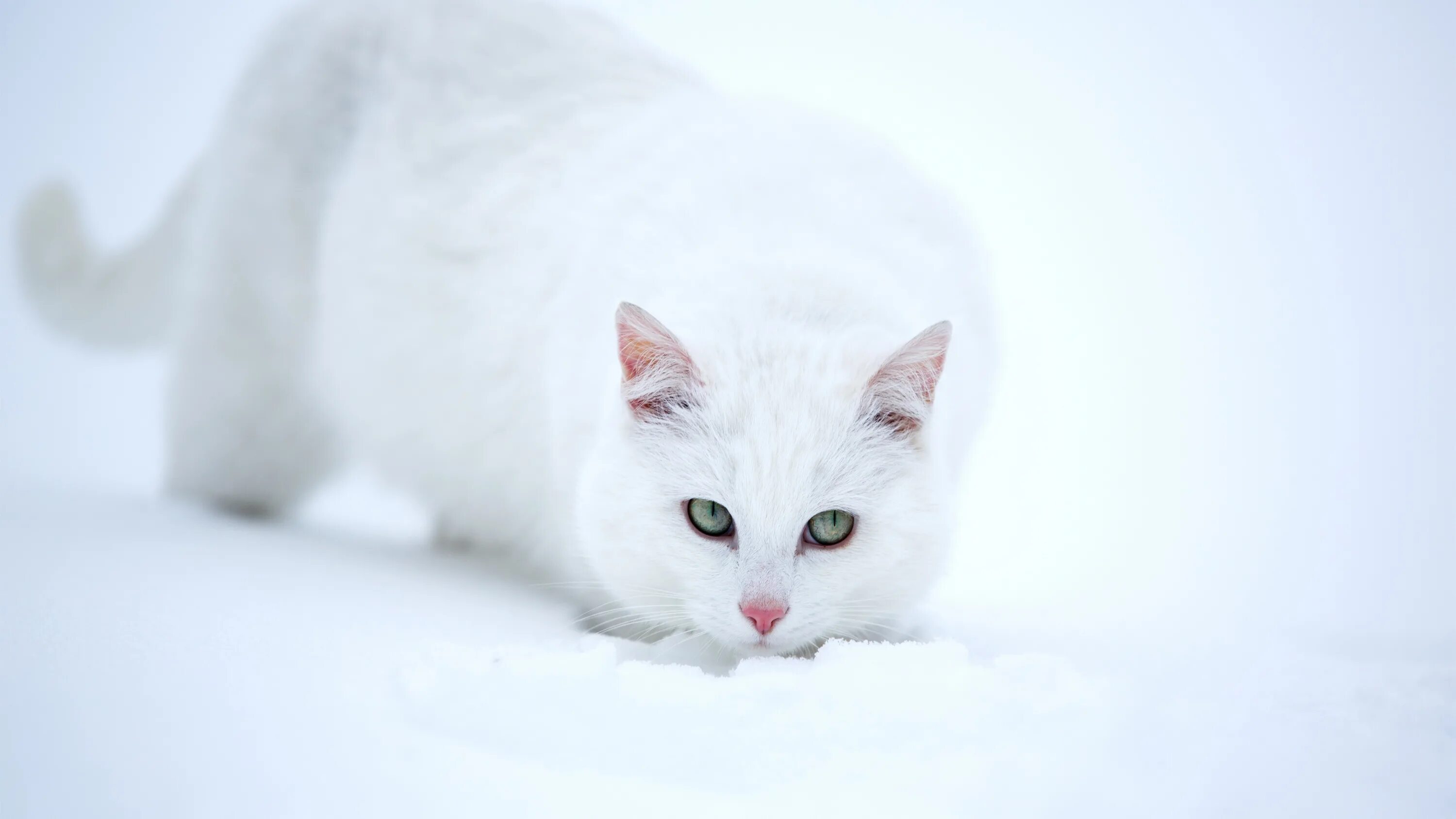 Обои белые кот. Кошка белая. белый котик. белая кошка на снегу. кот снежок.
