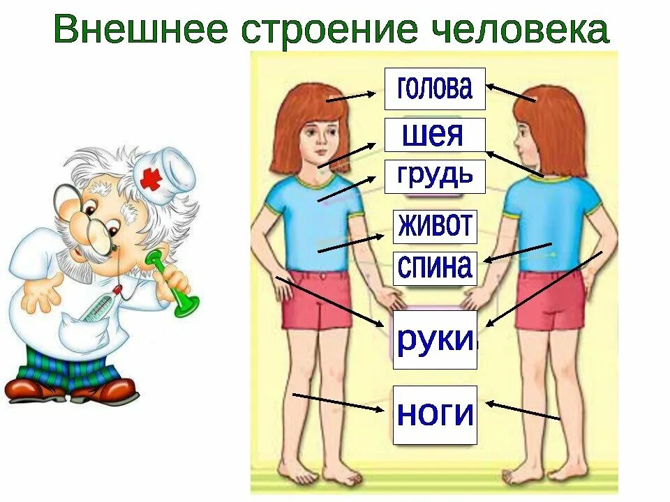 Человеческие уроки 2. Строение тела человека. Тело человека 2 класс. Строение человека 2 класс. Строение тела человека 2 кл.