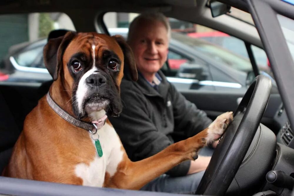 Собак где сейчас. Собака за рулем. Пес за рулем. Собака боксер в машине. Собака водитель.