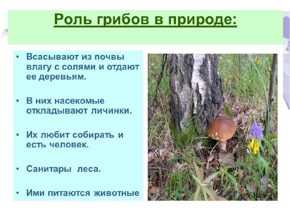 Роль грибов в природе. Роль грибов в лесу. Роль грибов в природном сообществе. Грибы в жизни человека и в природе.