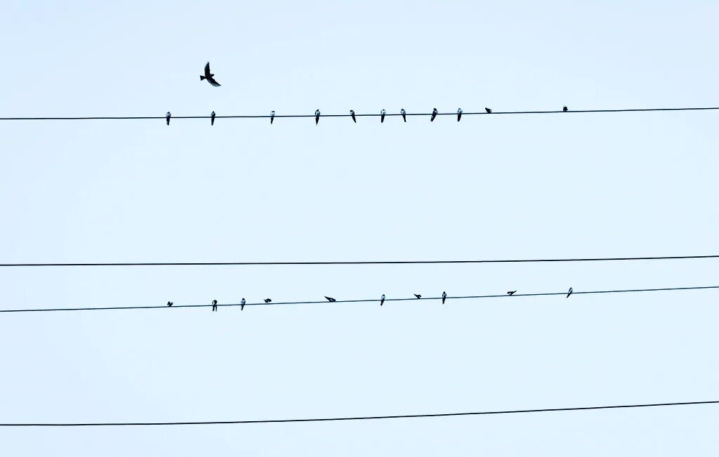 Птицы сидят на проводах. Птицы на проводах ток. Квадраты в проводах. Птица сидит на проводе линии электропередачи.