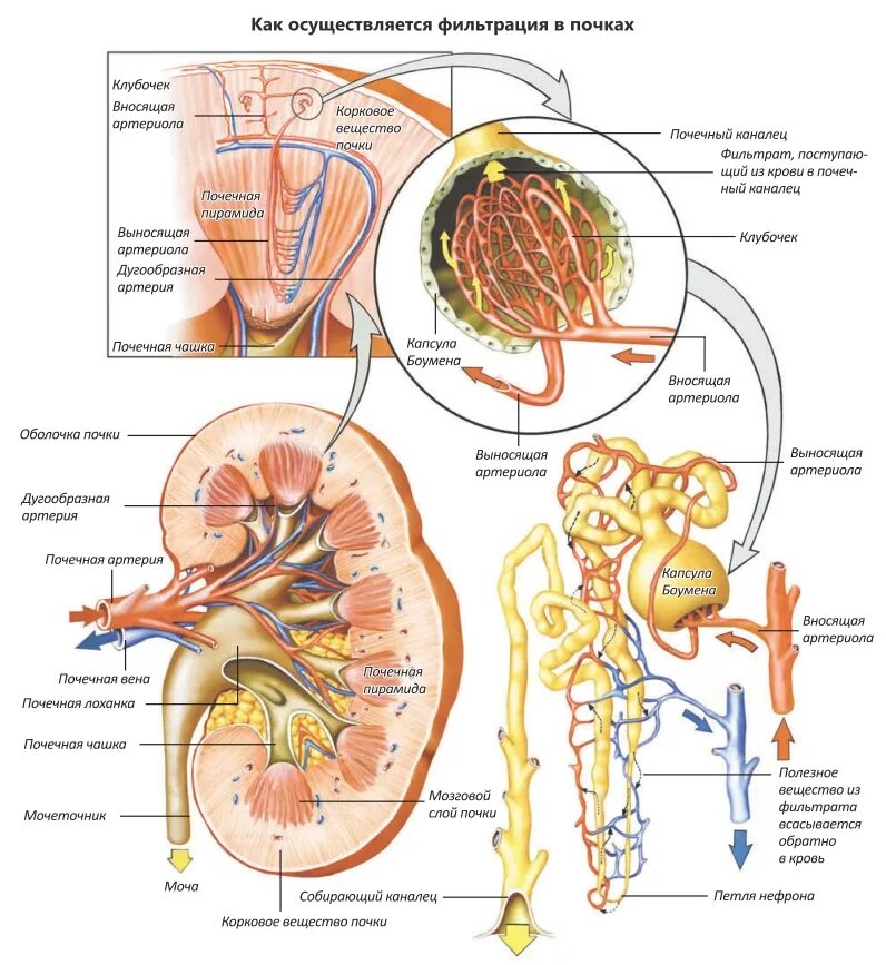 Мочевыделительная система.почки нефрон. Человека. Строение нефрона почки фильтрация. Строение почки схема движения. Мочевыделительная система человека схема. Вода из желудка уходит