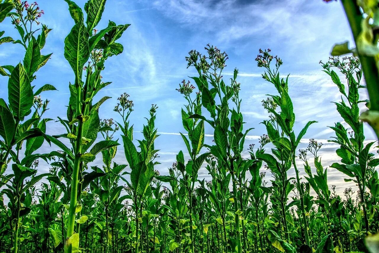 Растение Nicotiana tabacum. Табак сорная трава ?. Махорка растение. Табак обыкновенный растение.