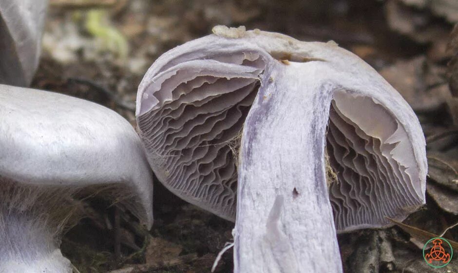 строение шляпки гриба кожица. мякоть гриба. аурикулярия (иудино ухо). мякоть гриба.