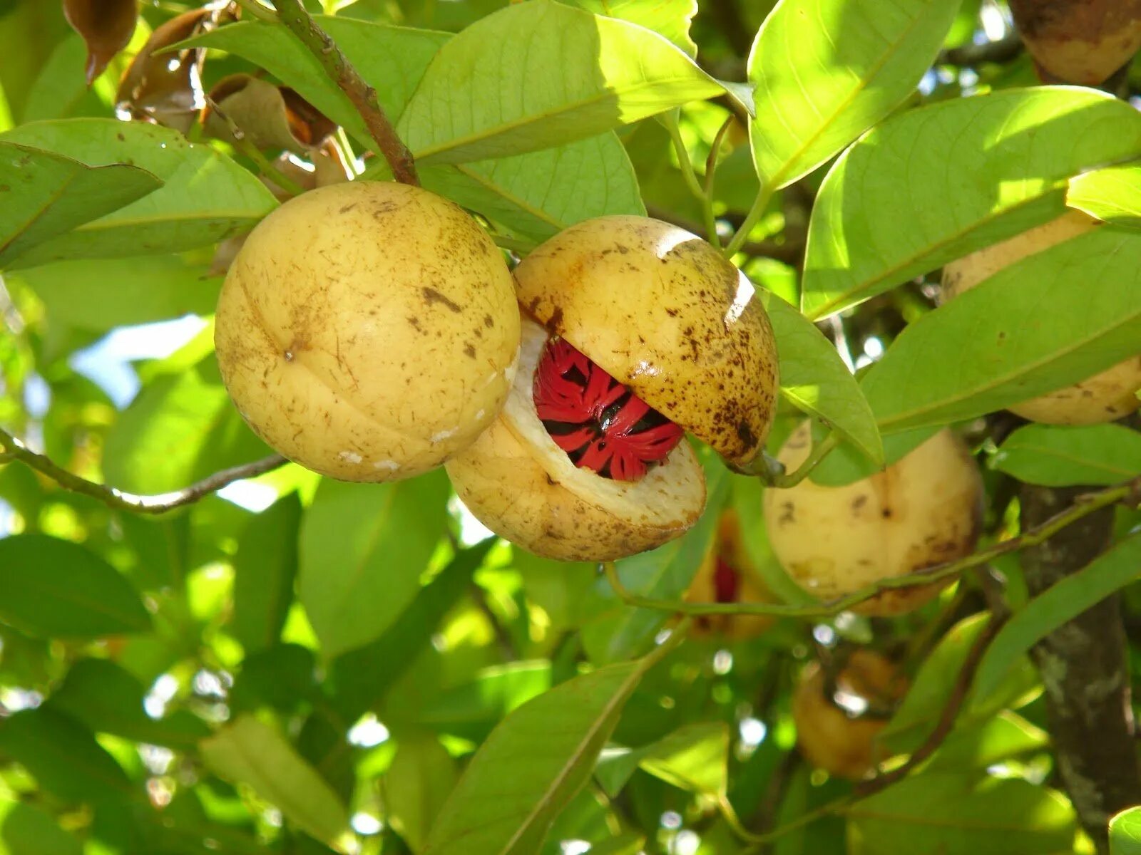 Nutmeg. Мускатник душистый. мускатный орех дерево. nutmeg — мускатный орех. myristica fragrans.