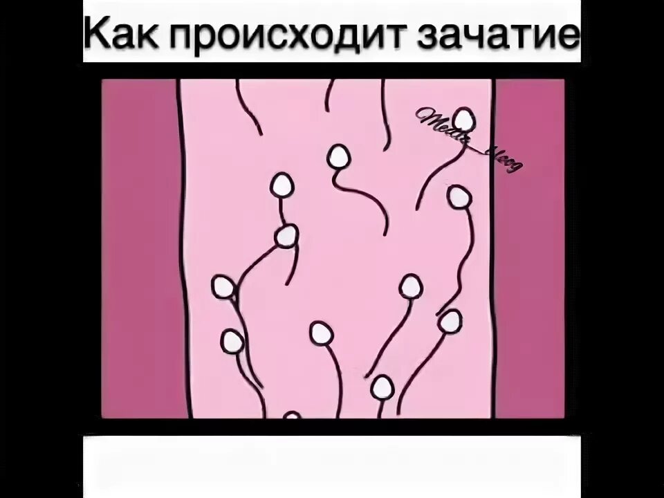 Как происходит оплодотворение ребенка. Как происходит зачатие. Зачатие у человека. Зачатие пошагово.