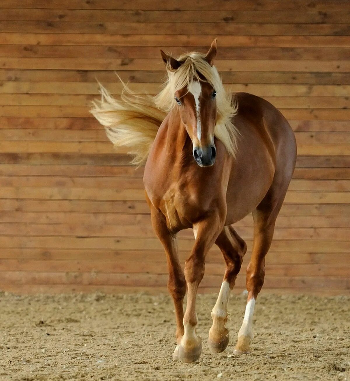 фризская лошадь соловая. красивые лошади. картинки лошадей. арабская лошадь гнедая. серебристо-вороная масть лошади.