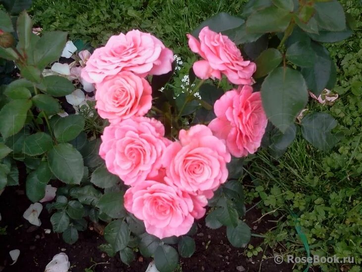 Роза тиклед пинк фото и описание Галерея Tickled Pink (FRYhunky) Энциклопедия роз