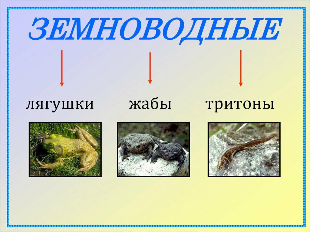 3 класс окружающий разнообразие животных урок. Разнообразие животных 3 класс презентация. Разнообразие животных презентация 3 класс окружающий мир Плешаков. Разнообразие животных презентация 3 класс окружающий. Группы животных 3 класс окружающий мир Плешаков.