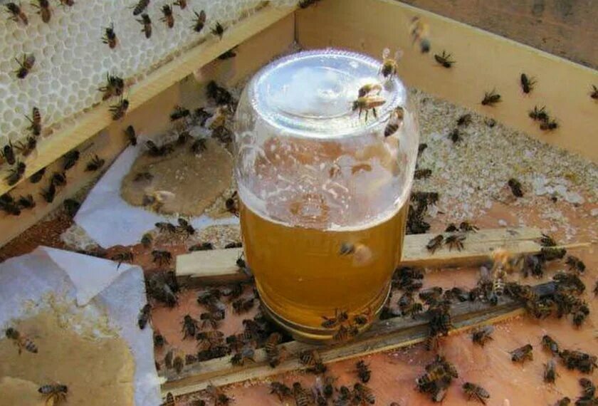 Медовая сыта пчелам весной