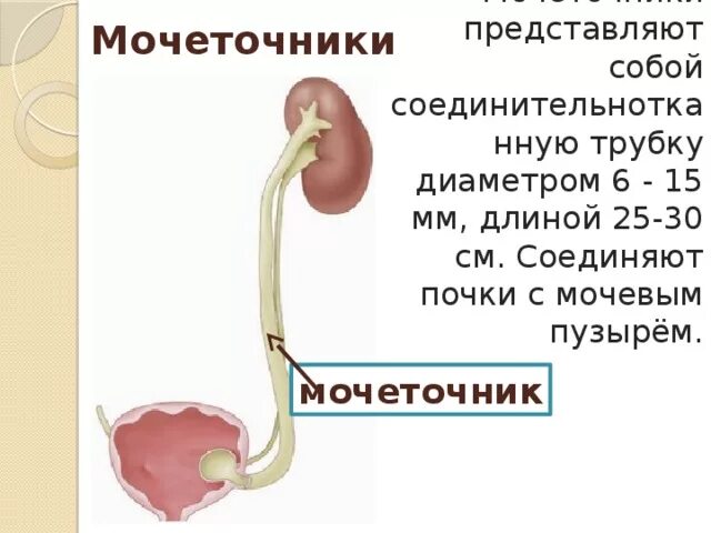 3 части мочеточника. Оболочки мочеточника анатомия. Строение мочеточника. Мочеточник строение анатомия. Диаметр мочеточника.