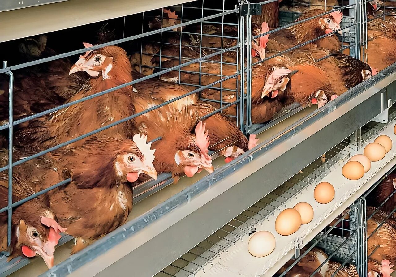 Клеточное оборудование биг дачмен. Птичник клеточного содержания. Птицеферма 1000 бройлеров. Клеточные батареи биг дачмен. Птичник клеточного содержания.