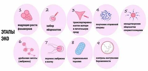 Сколько можно сдавать яйцеклетки