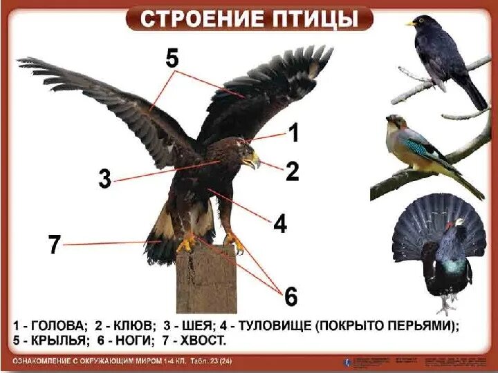 Строение дневных хищных птиц. Строение птицы. Строение тела птицы. Строение орла. Внутреннее строение орла