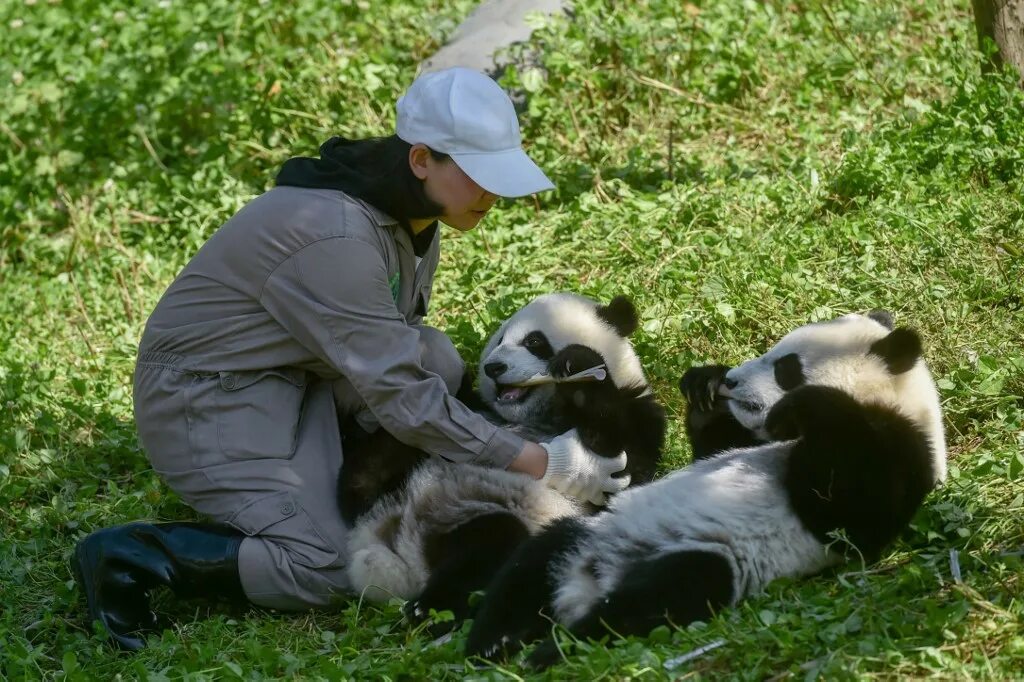 Сурок и мальчик фото. Зоолог. Работников кормления животных в зоопарке для детей. Профессия с пандами. Звери в зоопарке.