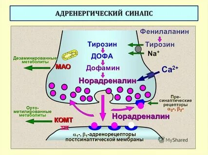 Синаптические рецепторы