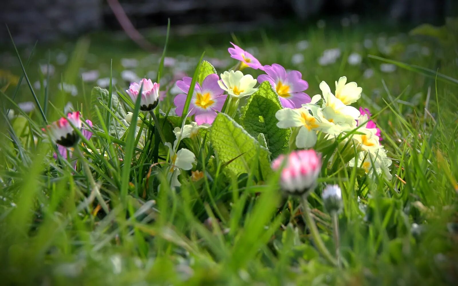 Дрожащие цветы. Спринг флауэр grass. фрезия первоцвет. летние цветы.