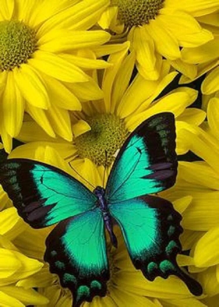 Сине желтые бабочки. Рамка картинка бабочка для детей на прозрачном фоне в нейросетях. Синяя бабочка на цветке. Бабочка желтушка. Красивые бабочки на цветах.