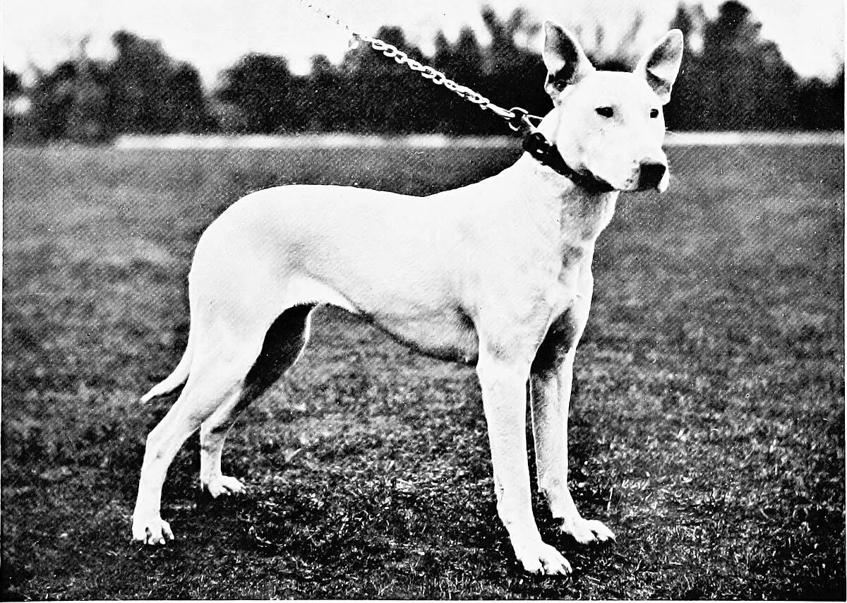 Как выглядела 1 собака File:Bull Terrier from  Wikipedia