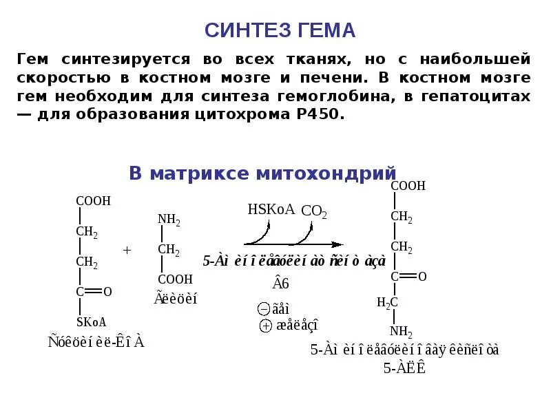 Синтез гему. Схема реакций синтеза гема. Синтез гема и гемоглобина. Начальная реакция синтеза гема. Синтез гема схема.