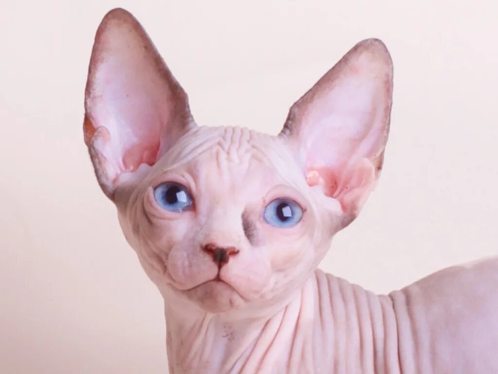 сфинкс и еда. сфинкс и улитка. кот сфинкс эстетика. канадский сфинкс. британский сфинкс.