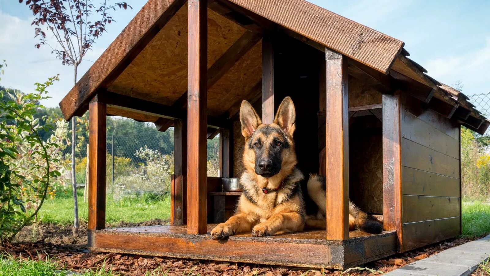 Собачий дом. Собака для двора небольшая. Отель для собак. Немецкая овчарка квазимодо. Собачья конура для немецкой овчарки.