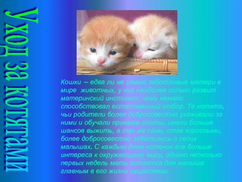 Сообщение кошачье
