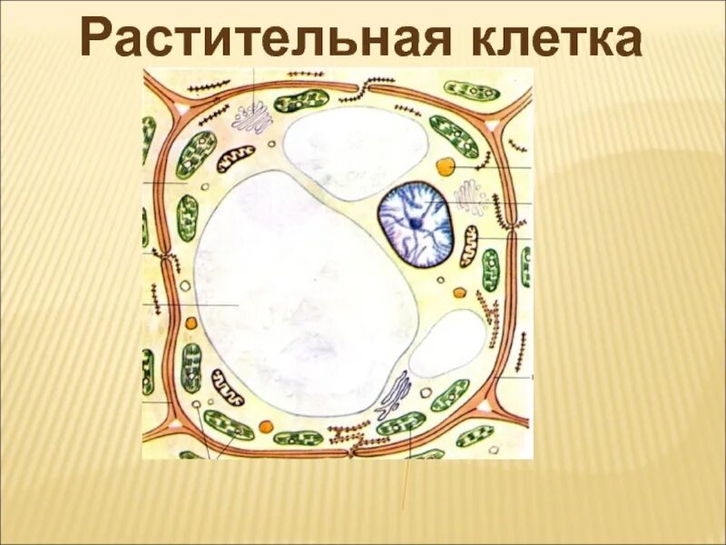 Клетка 5 на 5 рисунки. Схема строения растительной клетки 5 класс биология. Растительная клетка рисунок. Растительная клетка презентация. Строение растительной клетки 5 класс.