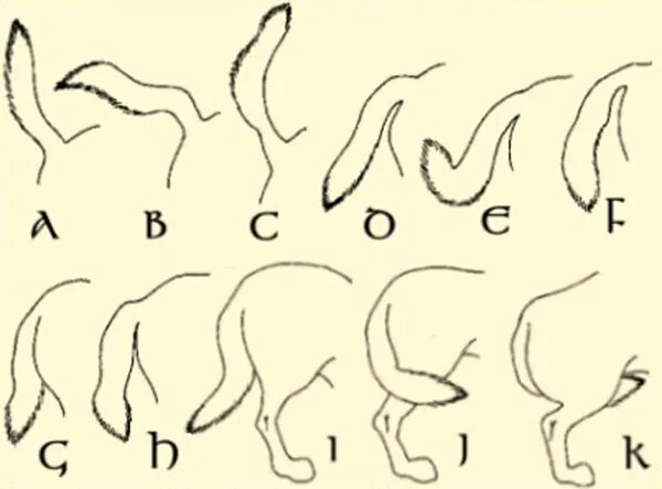 Почему собака поджимает хвост. Хвост собаки. Саблевидный хвост у собак. Положение хвоста у собак.