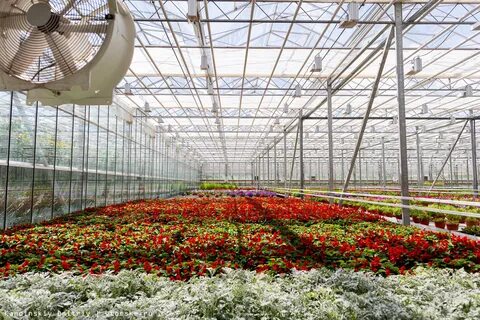 Какие цветы выращивать на продажу в теплице
