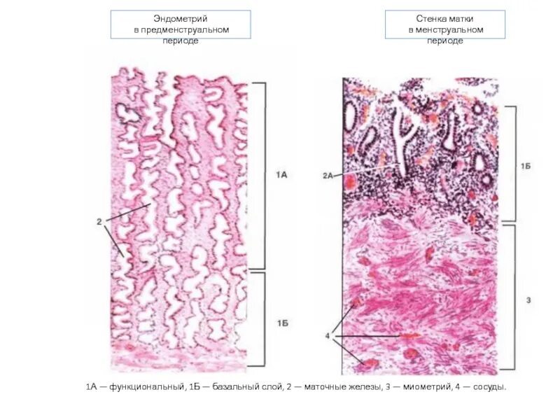 Слизистая оболочка матки гистология. Строение миометрия гистология. Строение стенки матки гистология. Оболочки матки гистология. Медикаментозный эндометрий
