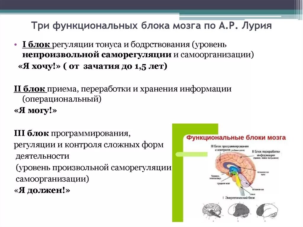 Нарушения блоков мозга. А Р Лурия о трех функциональных блоках мозга. Три блока мозга по Лурия таблица. Функциональные блоки мозга (а. р. Лурия). Функциональные блоки мозга по а.р Лурия.