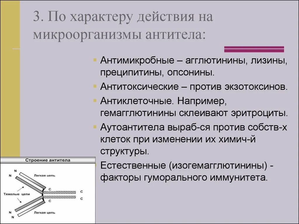 Антитела и их функции