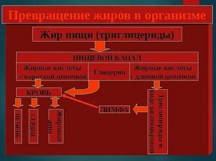 Превращения в организме человека