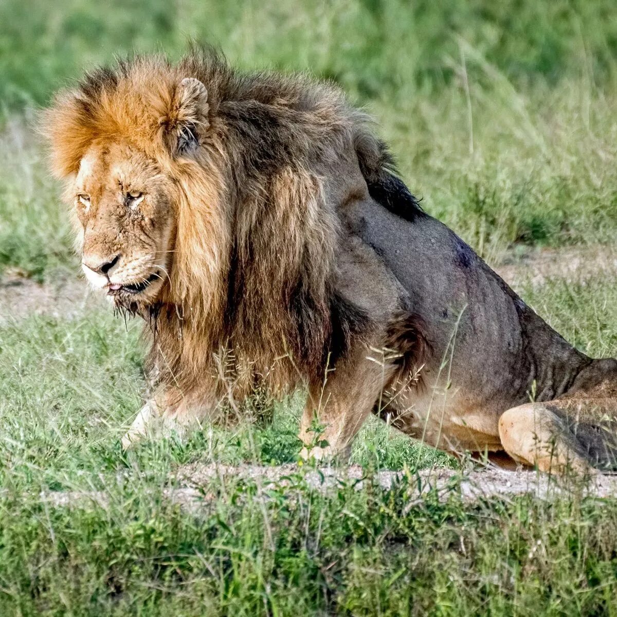 Львы в дикой природе. Изгнанный Лев.