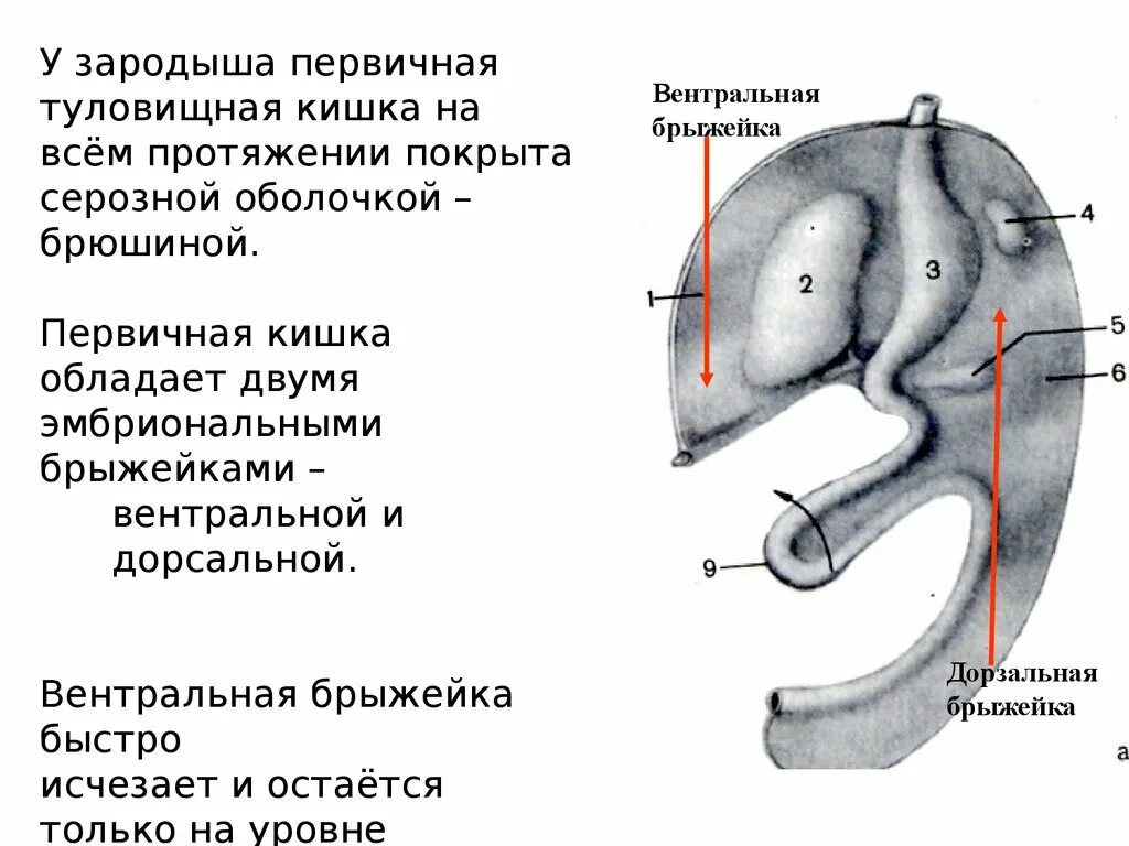 Производные передней средней и задней кишки. Зародыш крысы сагиттальный разрез. Формирование первичной кишки. Вентральная стенка первичной кишки. Эмбриогенез пищеварительной системы.