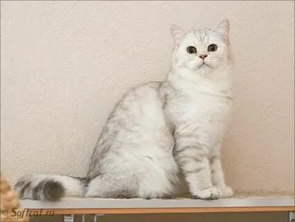 Хватай кота
