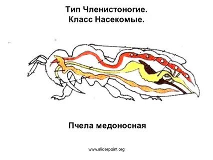 Кровеносная система насекомых рисунок
