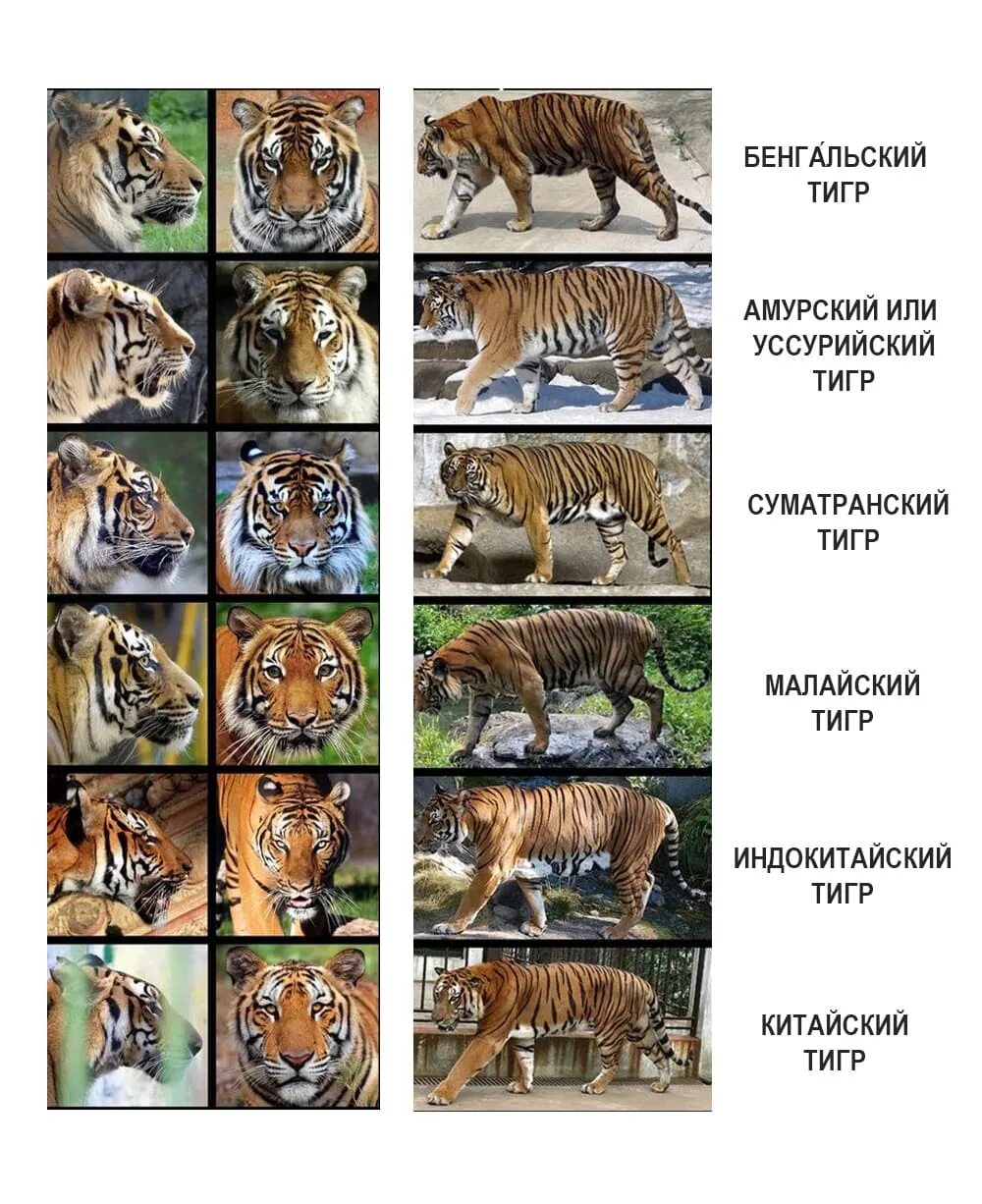 Малайский тигр (Panthera Tigris Jacksoni). Амурский и бенгальский тигр. Бенгальский и Уссурийский тигр. Различия видов тигров.