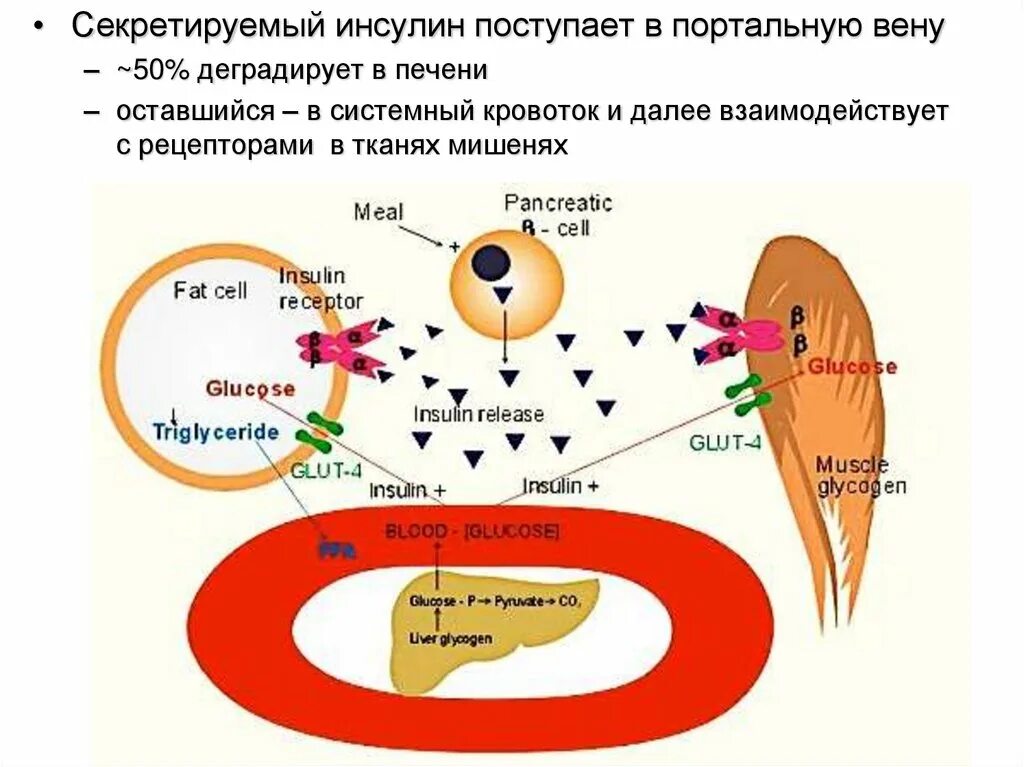 Инсулин гликоген триглицериды холестерол. Insulin effect. триглицериды инсулин. the effect of insulin on glut. metabolism and effect insuline.